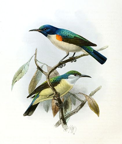 Violet-tailed sunbird